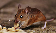 24 Hour & Emergency Exterminators in Pinebluff, NC